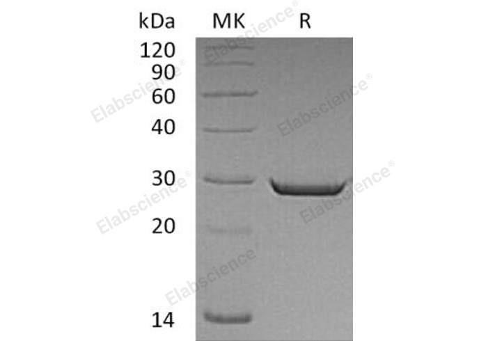 Валидация Elabscience PKSH032545(3001)