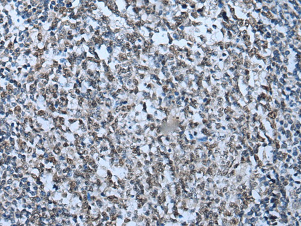 Валидация Elabscience E-AB-53535