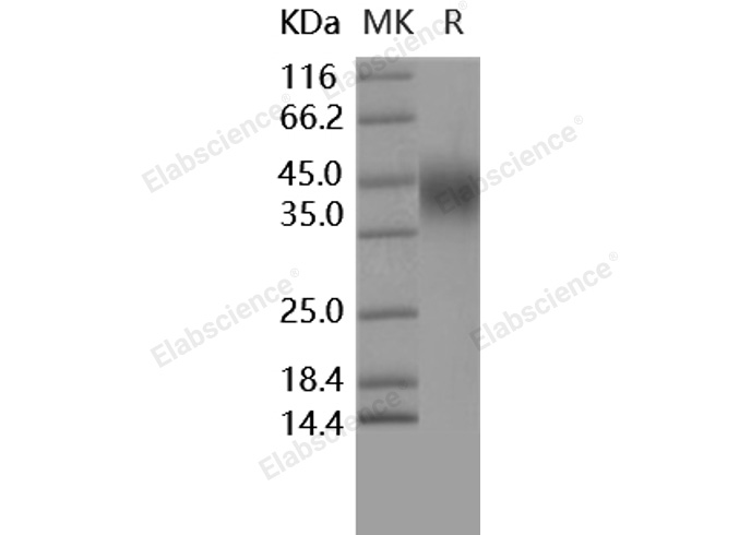 Валидация Elabscience PKSH030289(1236)