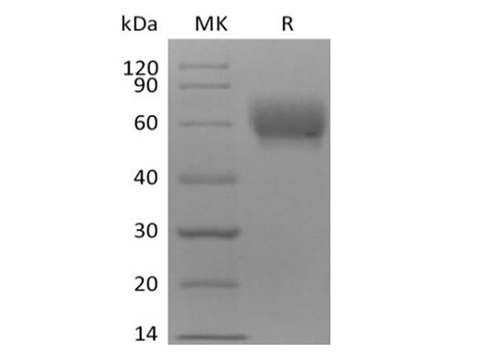Валидация Elabscience PKSQ050103(5471)
