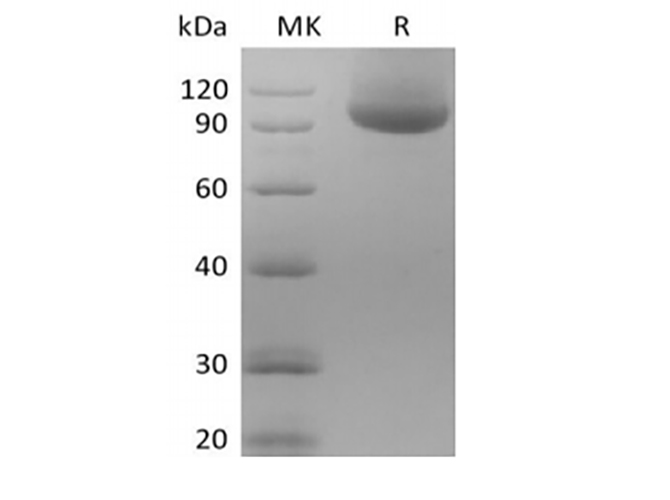 Валидация Elabscience PKSH033988(4218)