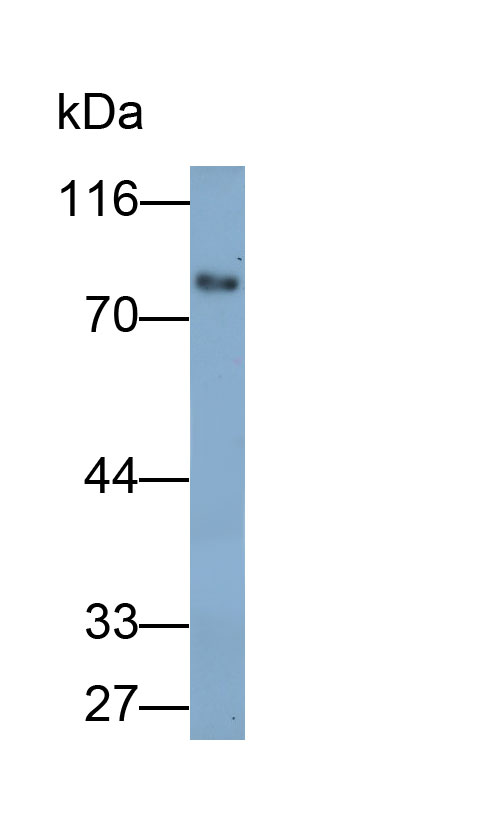 33181