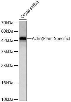A23959, вестерн-блоттинг, лизаты Oryza sativa (13650)