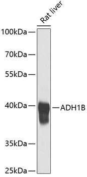 Валидация Elabscience E-AB-62610
