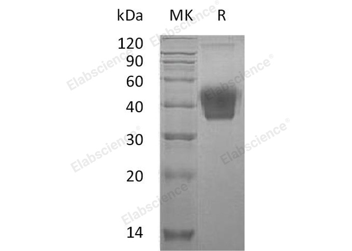 Валидация Elabscience PKSM041110(5028)
