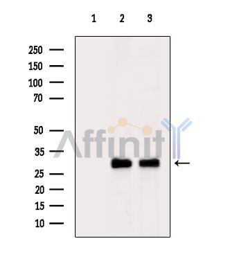 Валидация Affinity DF4406 - 15896