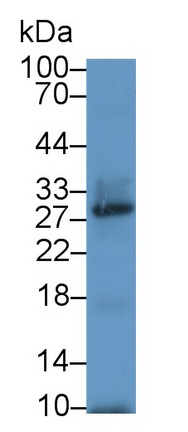 21645