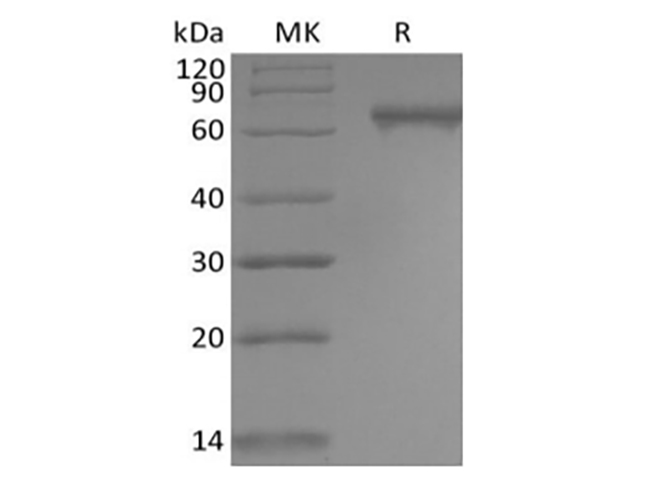 Валидация Elabscience PKSH034023(4253)