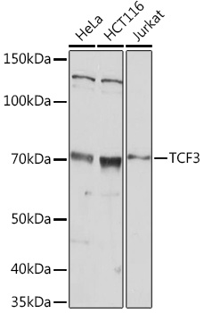 Валидация Elabscience E-AB-92167