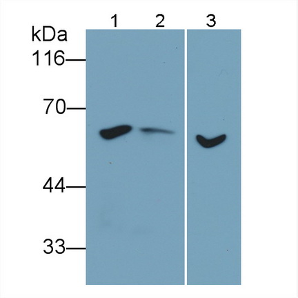 26094