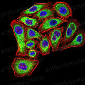 Валидация IF - AntibodySystem RHD27502
