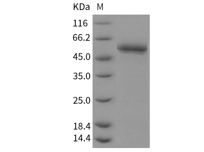 Валидация Elabscience PKSM040382(4382)
