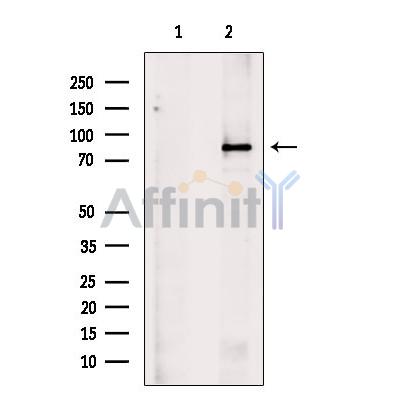 Валидация Affinity DF9613 - 22326