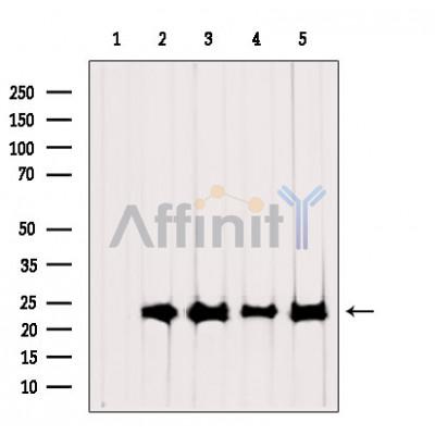 Валидация Affinity DF3701 - 14732