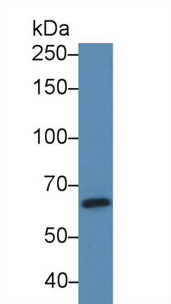 12561