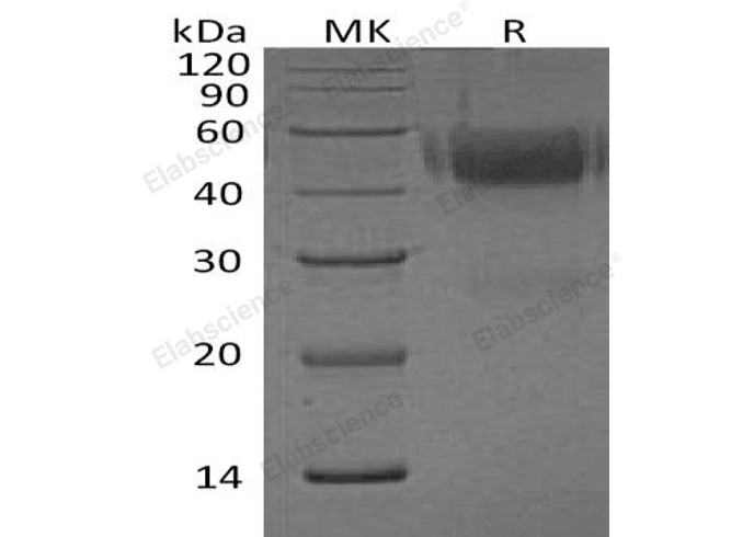 Валидация Elabscience PKSH032794(3213)