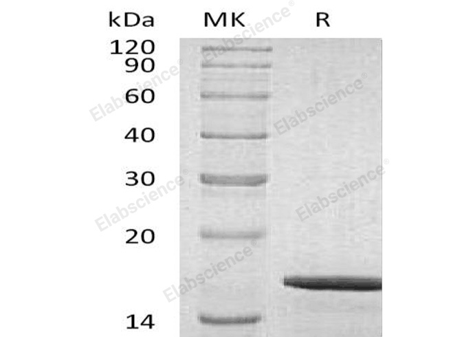 Валидация Elabscience PKSH032488(2956)