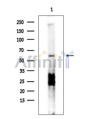 Валидация Affinity DF4538 - 16119