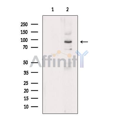 Валидация Affinity DF9320 - 21790