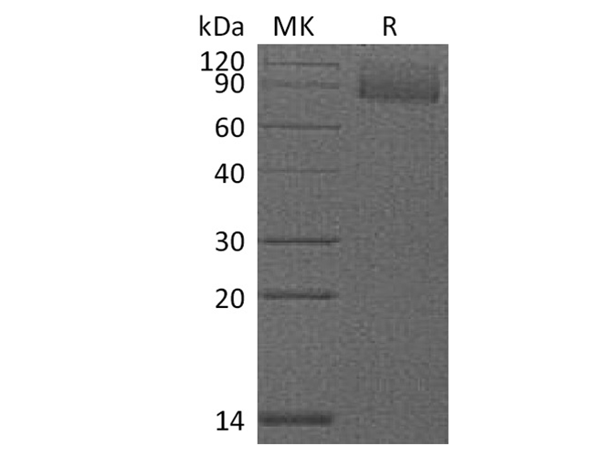 Валидация Elabscience PKSM041371(5265)