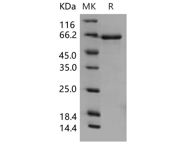 Валидация Elabscience PKSM040600(4586)