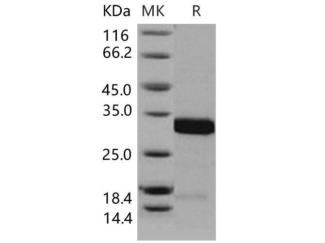 Валидация Elabscience PKSM040602(4588)