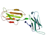 Poliovirus Receptor Related Protein 2 (PVRL2)