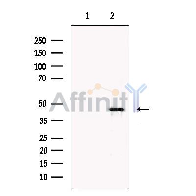 Валидация Affinity DF13389 - 8652