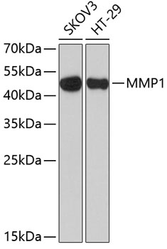 Валидация Elabscience E-AB-60244