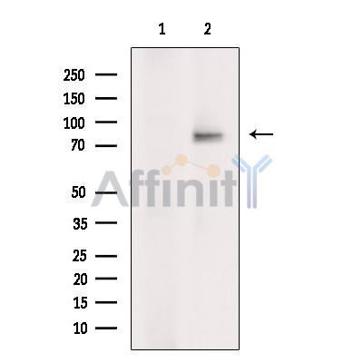 Валидация Affinity DF9250 - 21678