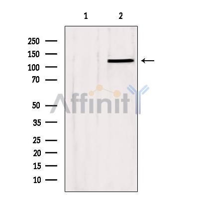 Валидация Affinity DF4523 - 16092