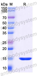 Валидация SDS-PAGE - AntibodySystem FWK30510