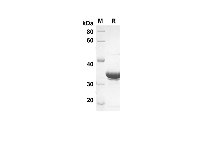 Валидация Elabscience PDEH100515(31)