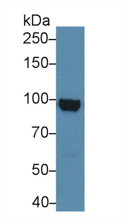 12992