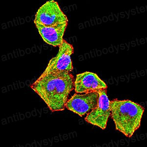 Валидация IF - AntibodySystem RHD65006