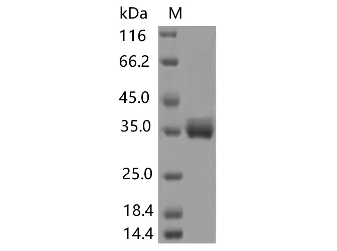 Валидация Elabscience PKSV030442(6166)