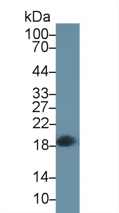10281