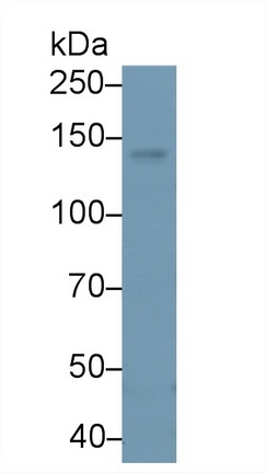 13585