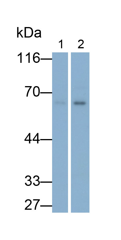 33237