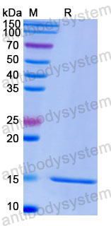 Валидация SDS-PAGE - AntibodySystem RHE84601