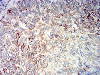 Валидация AntibodySystem RHN96501 (4007)