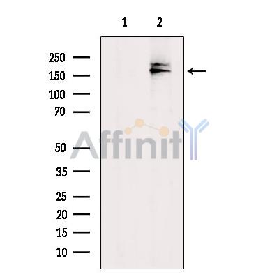 Валидация Affinity DF4185 - 15534