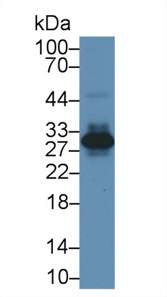 14899
