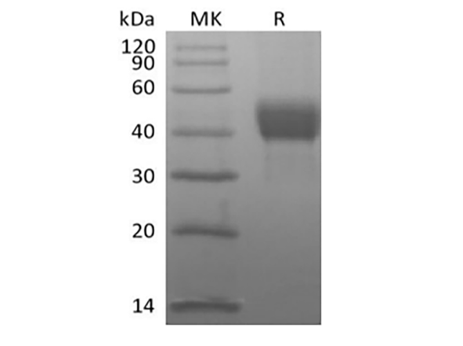 Валидация Elabscience PKSH034007(4238)