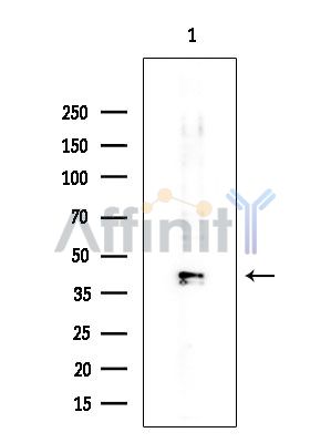 Валидация Affinity DF4303 - 15724