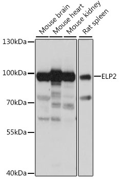 Валидация Elabscience E-AB-91316
