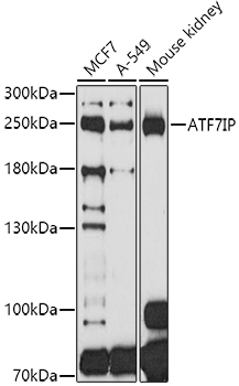 Валидация Elabscience E-AB-90168