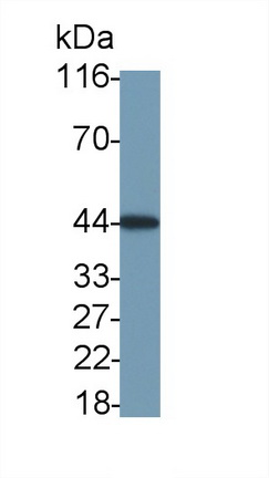 62195