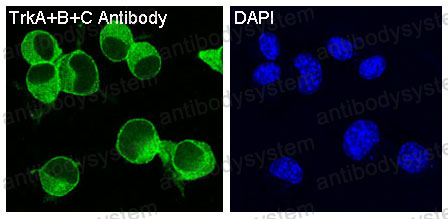 Валидация IF - AntibodySystem RHC09802