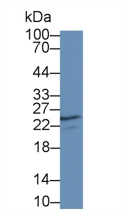 38929